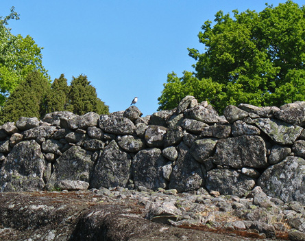 Stenskvatta. Foto: Rune Svensson